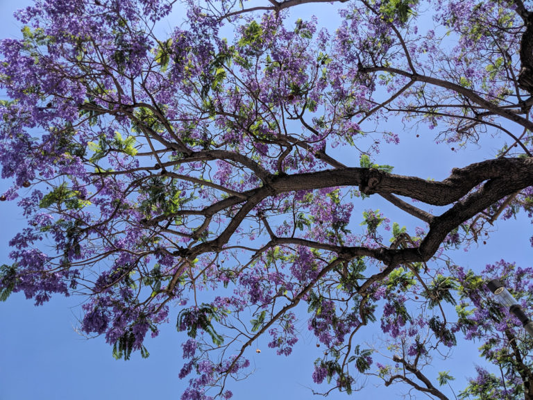 Looking up at a purple Jacaranda tree - blue sky