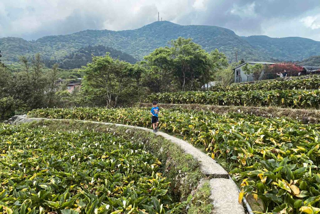 A child in a blue shirt walking through lush fields of calla lily flowers with mountains in the background in Taiwan with a cloudy sky.